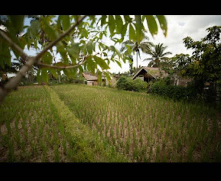 Citra Homestay Tetebatu Extérieur photo